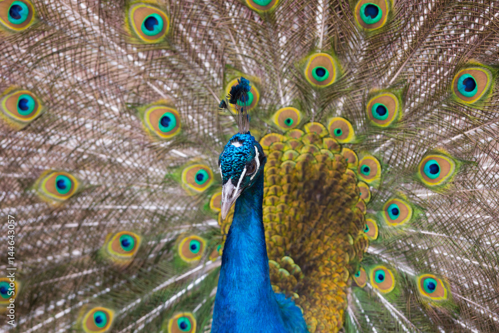 Obraz premium Beautiful peacock with feathers close-up
