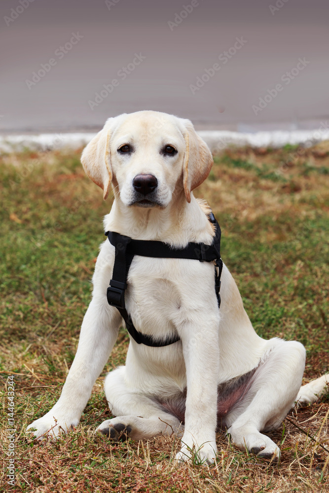 the puppy of labrador