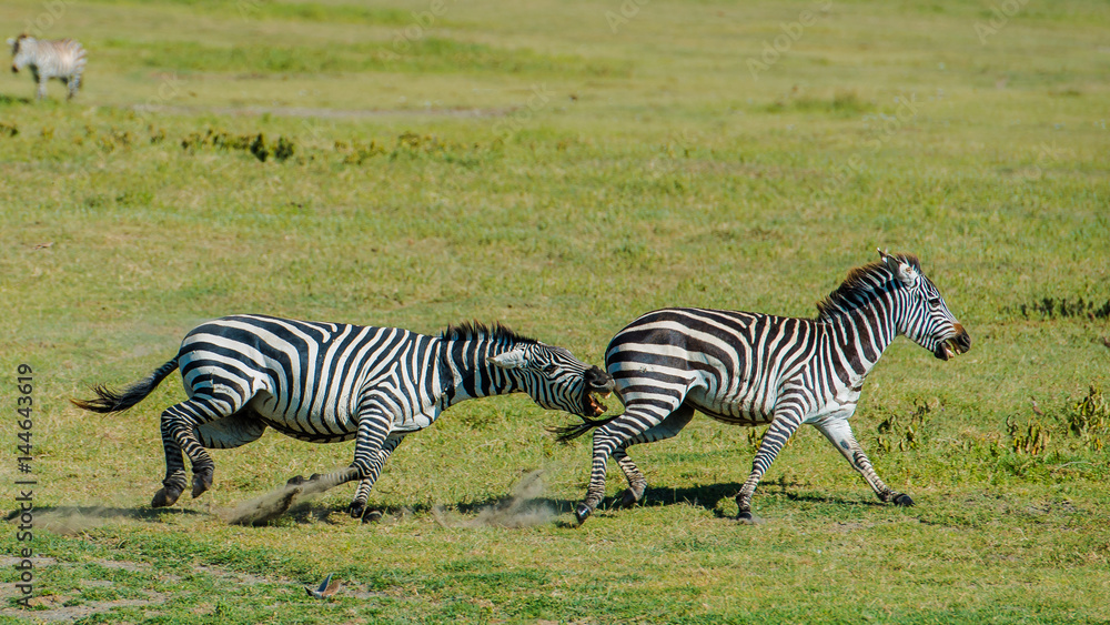 Obraz premium Zebra chasing Zebra