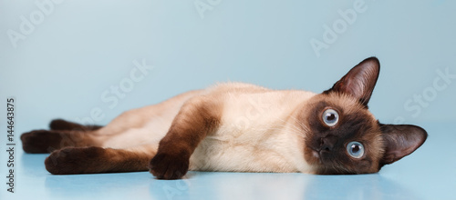 Schilderij op canvas Siamese cat lying and looking at us.