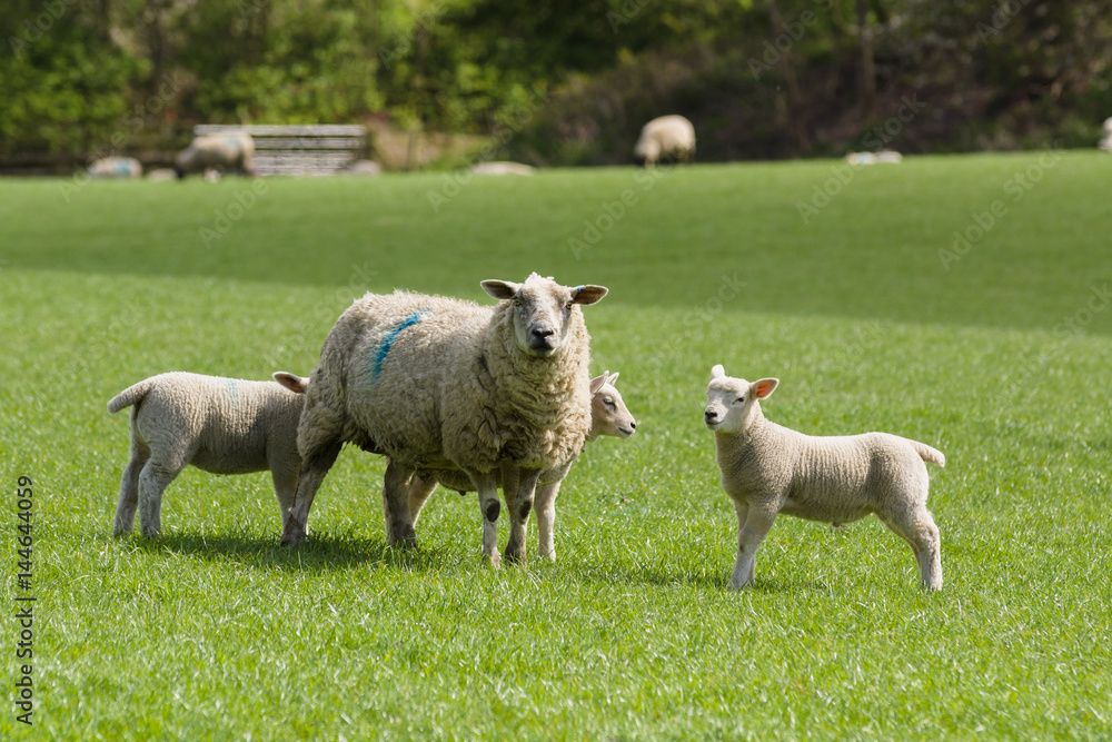 Obraz premium Ewe and lambs in an idyllic rural farming landscape
