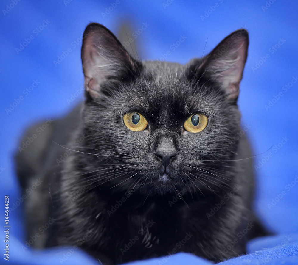 Black cat on a blue background