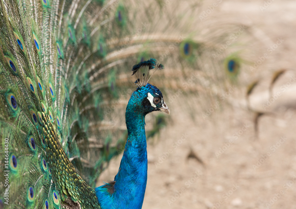 Naklejka premium Beautiful peacock with feathers close-up