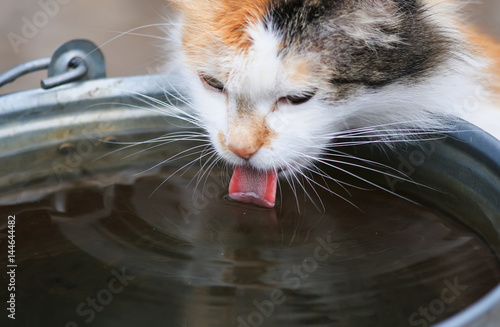 beautiful domestic cat eagerly drinks water from the iron bucket