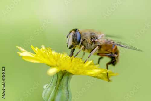 bee macro in green nature © blackdiamond67