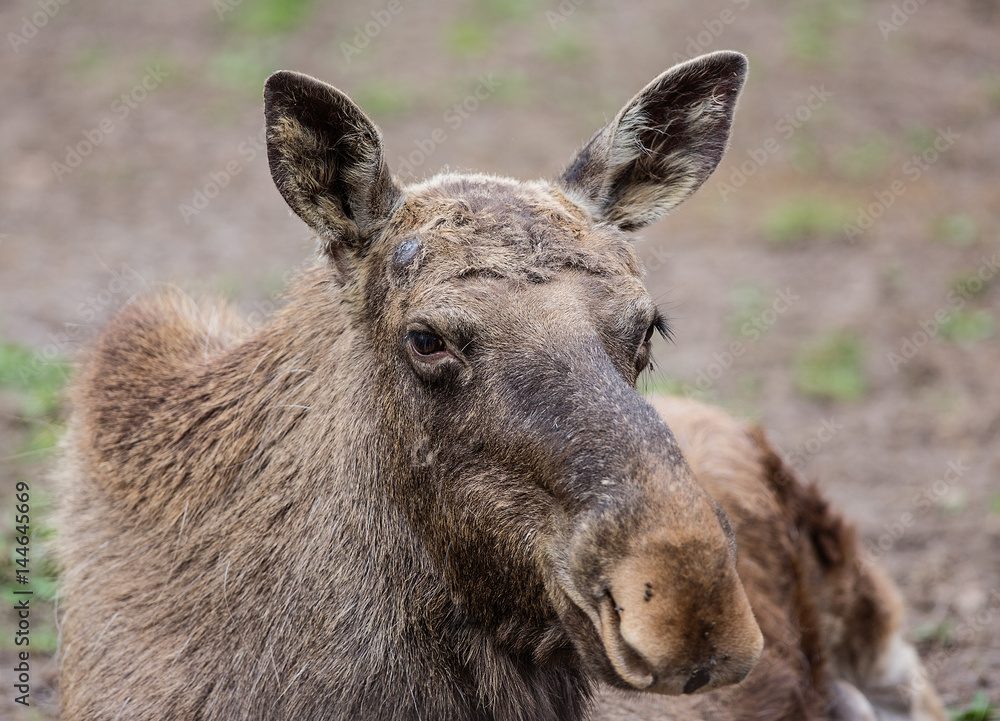 Portrait of a moose close-up