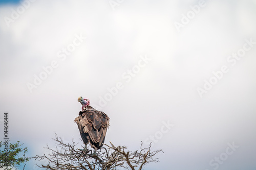 Lappet-faced vulture sitting in a tree. photo