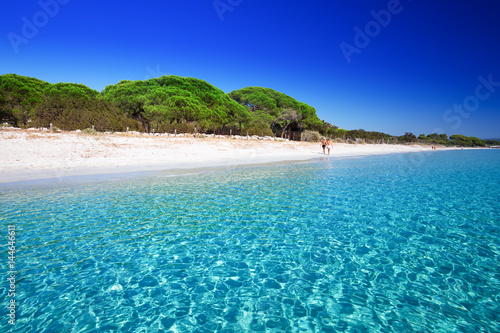 Fototapeta Naklejka Na Ścianę i Meble -  Palombaggia sandy beach with pine trees and azure clear water, Corsica, France, Europe.