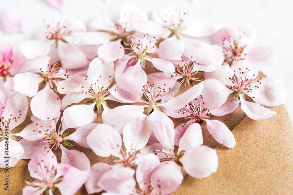 close up of opened craft paper envelope full of spring blossom sacura flowers on white background. top view. concept of love. close up of opened craft paper envelope full of spring blossom sacura flowers on white background. top view. concept of love.