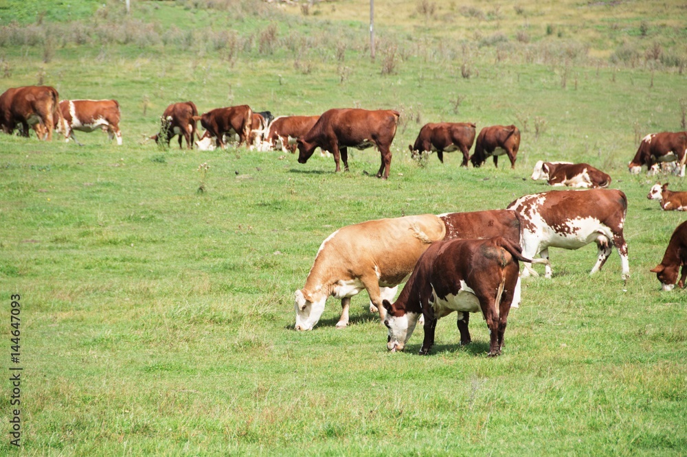 Cattle Grazing Cattle Grazing