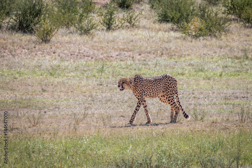 Cheetah walking in the grass.