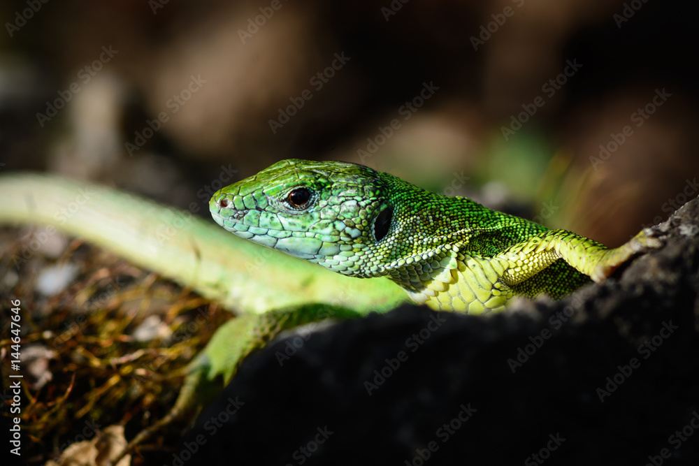Green european lizard in nature Green european lizard in nature