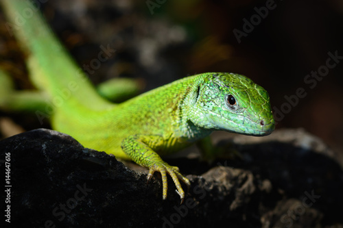 Green european lizard in nature