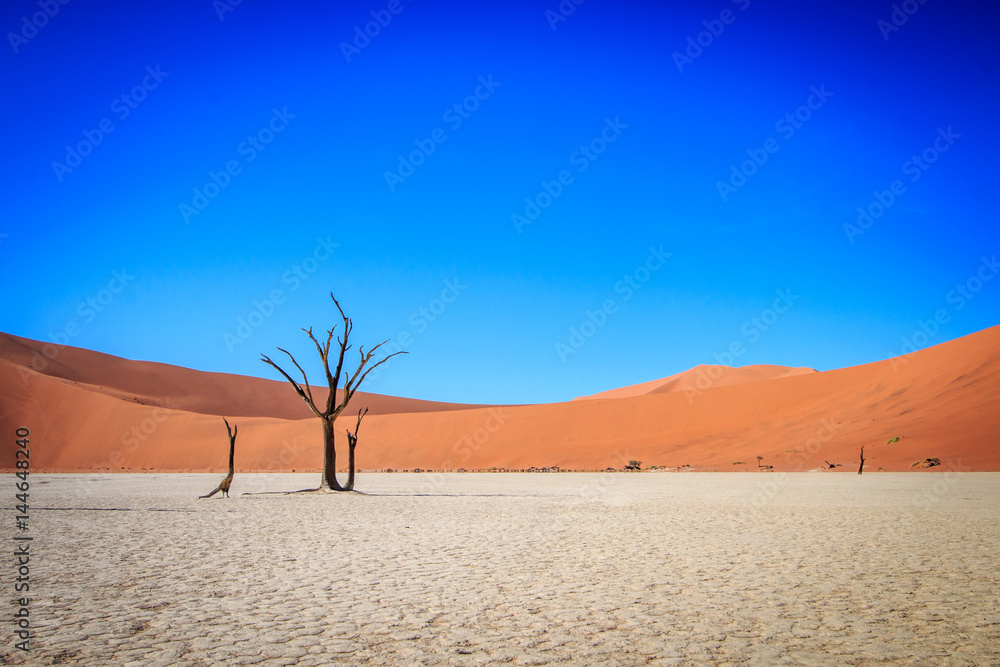 Dead tree in Sossusvlei desert.