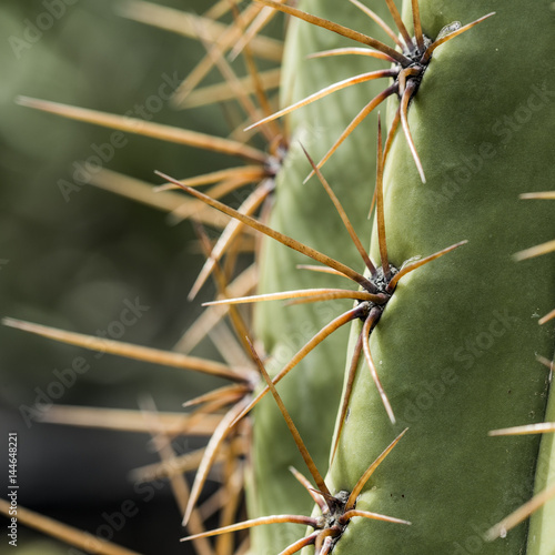Cactus spikes green plant macro texture background