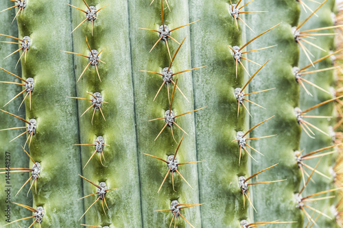 Wallpaper Mural Green cactus spikes striped macro background Torontodigital.ca