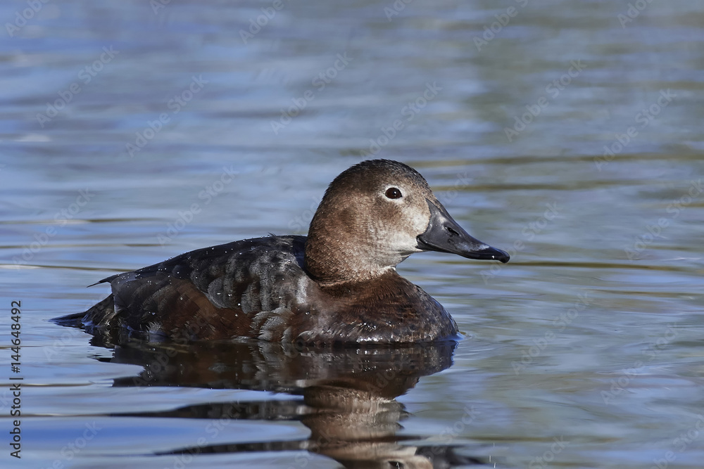 Common pochard (Aythya ferina) Common pochard (Aythya ferina)
