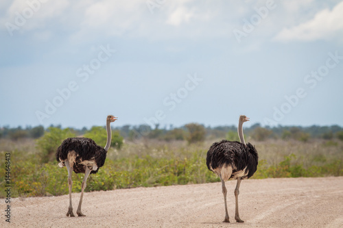 Two male Ostriches on the road.