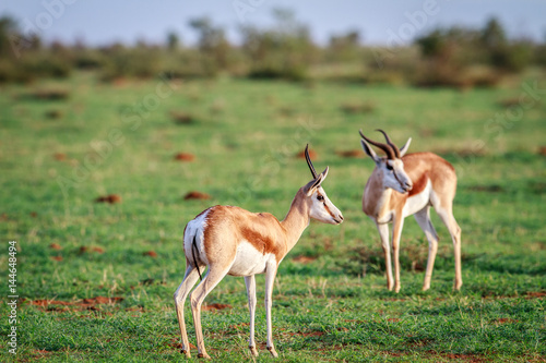 Two Springboks standing in the grass.