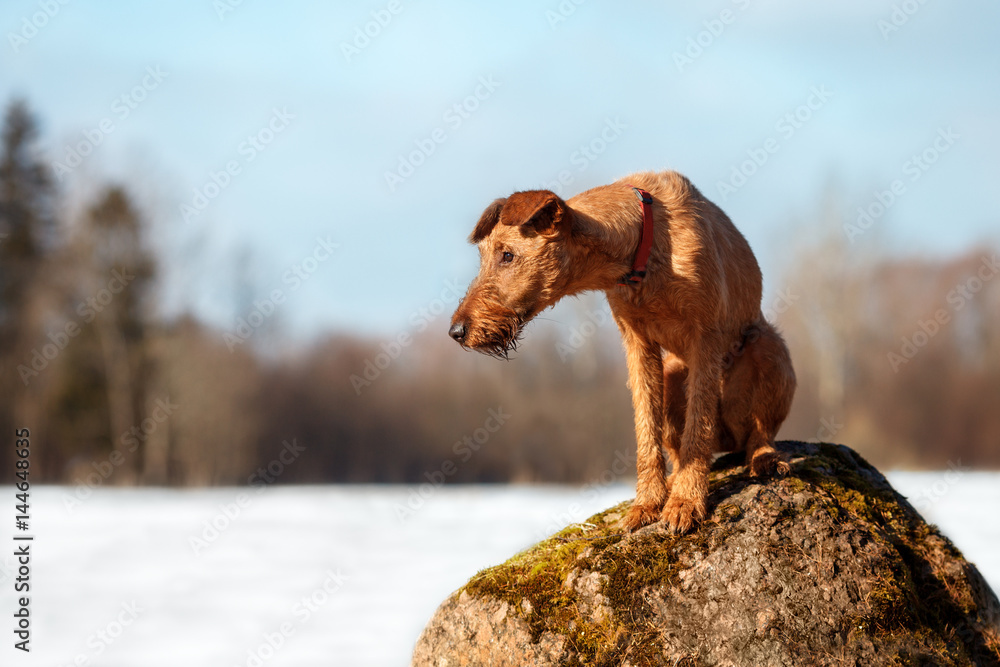 The Irish Terrier sits on a rock in a forest