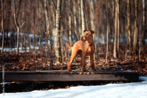 Irish Terrier stands on a bridge on a background of trees