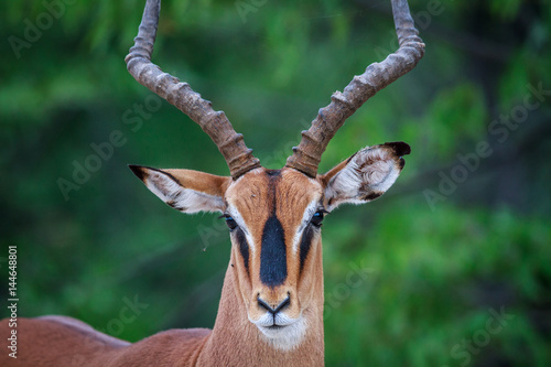 Male Black-faced impala starring at the camera.