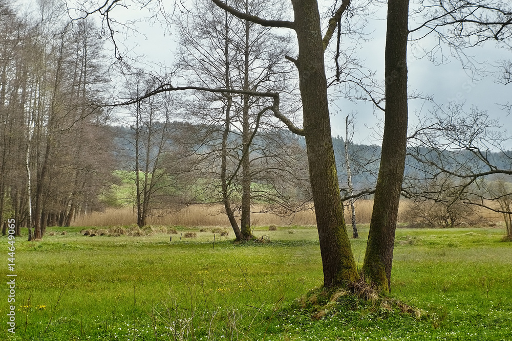 Trees shaped V symbolize victory of spring over winter in natural reserve Arba of czech tourist area Labske piskovce Trees shaped V symbolize victory of spring over winter in natural reserve Arba of czech tourist area Labske piskovce