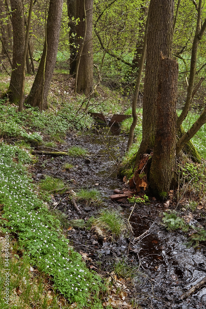evening forest creek in spring natural reserve Arba of czech tourist area Labske piskovce evening forest creek in spring natural reserve Arba of czech tourist area Labske piskovce