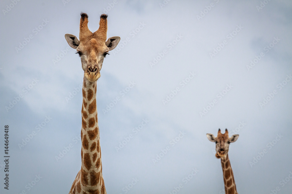 Giraffe looking at the camera.