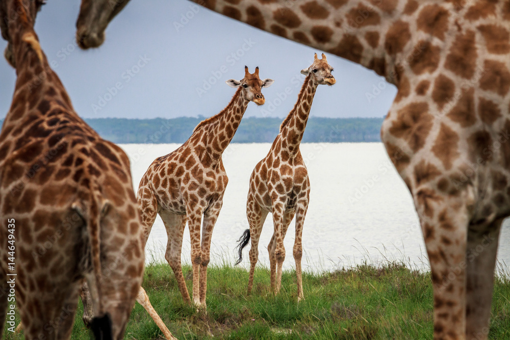 Obraz premium Two Giraffes starring from under neck.