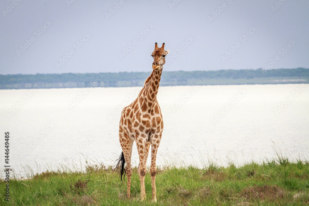 Obraz premium Giraffe looking at the camera.