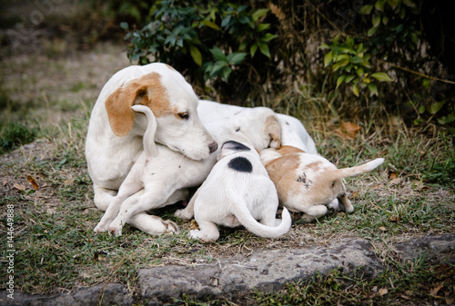 Photography Cute dog puppies getting fed by their mother