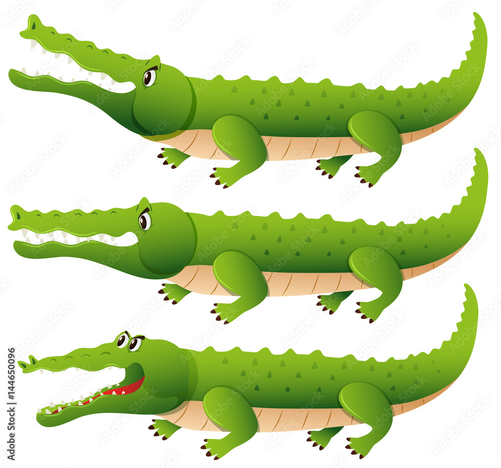 Obraz premium Crocodile in three different actions