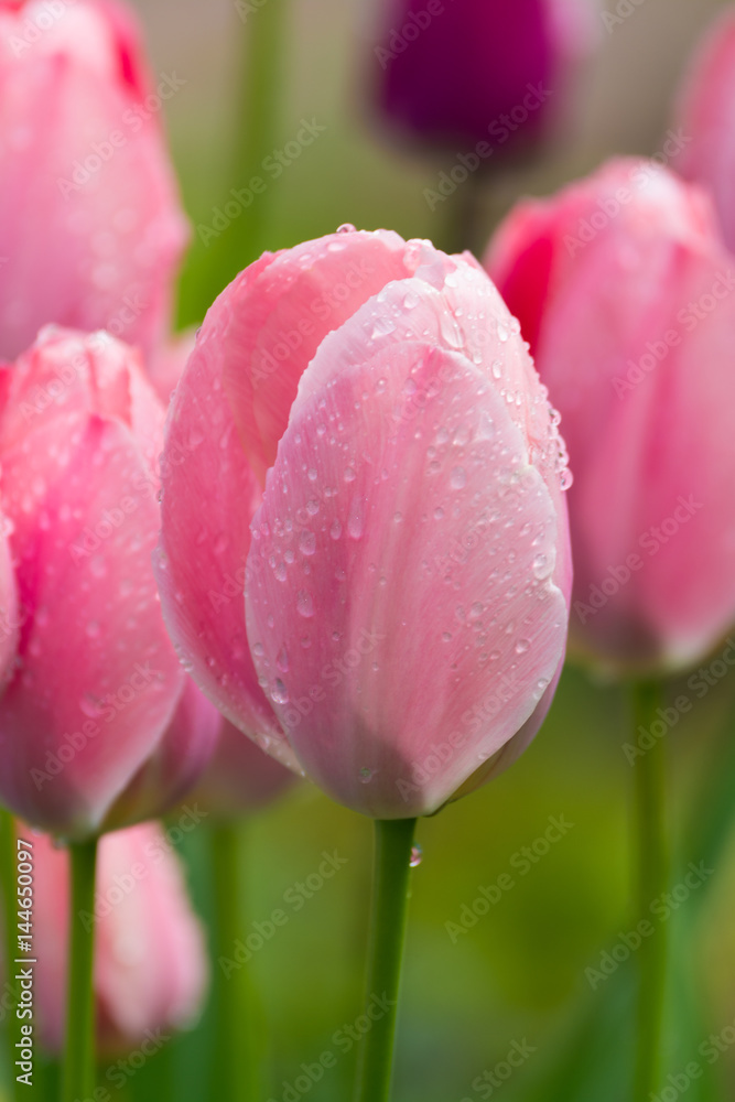 Pink tulips after rain with rain drops close-up Pink tulips after rain with rain drops close-up