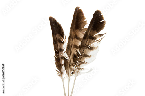 Bird feather isolated