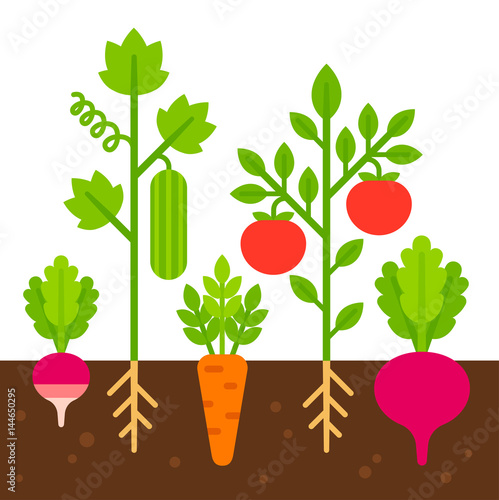 vegetable garden illustration