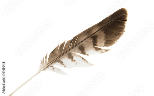 Bird feather isolated