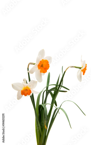 Fototapeta Naklejka Na Ścianę i Meble -  Daffodil flower isolated