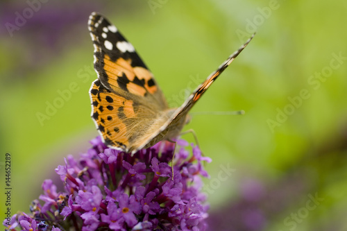 Flügelschlag eines Schmetterlings © Photography