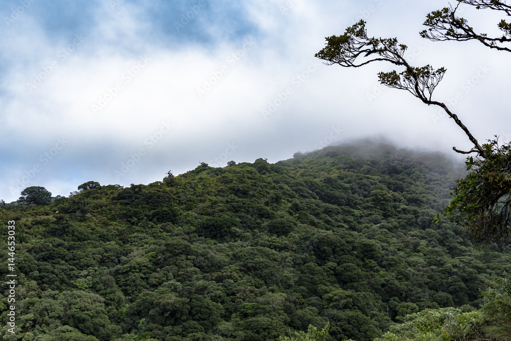 Obraz premium Landscape Rain Forest