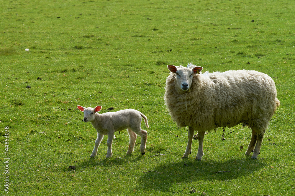 Fototapeta premium Sheep and lamb on the green grass 