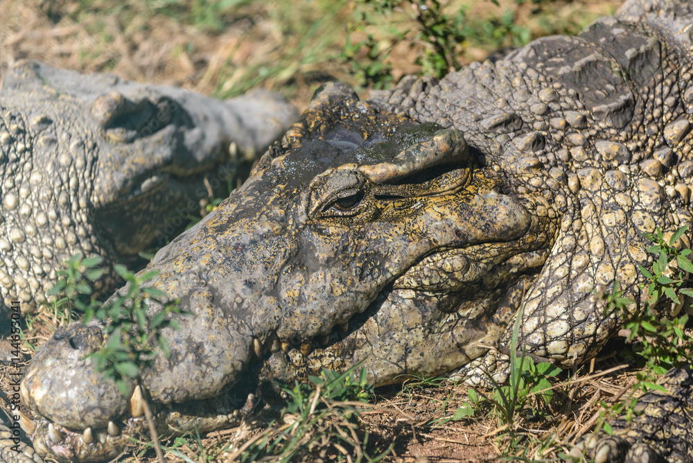 Obraz premium Close up photo of resting group of aligators.