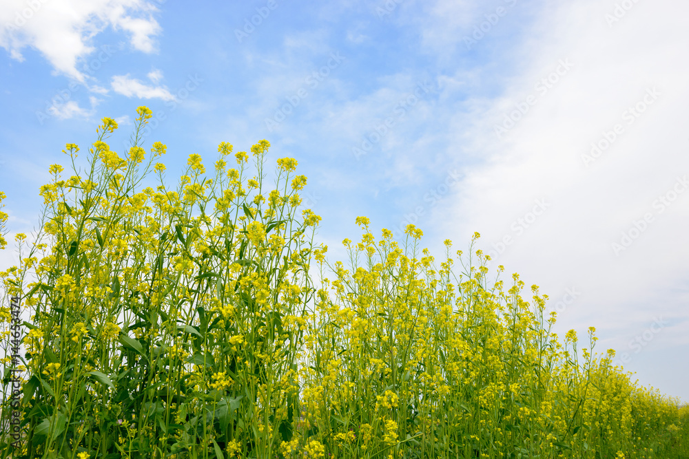 Obraz premium 菜の花、菜の花畑。