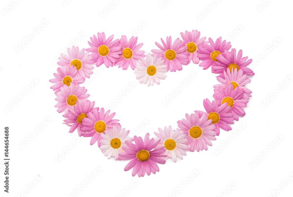 Flowers of a pink daisy isolated