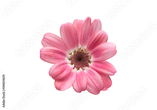 cineraria isolated