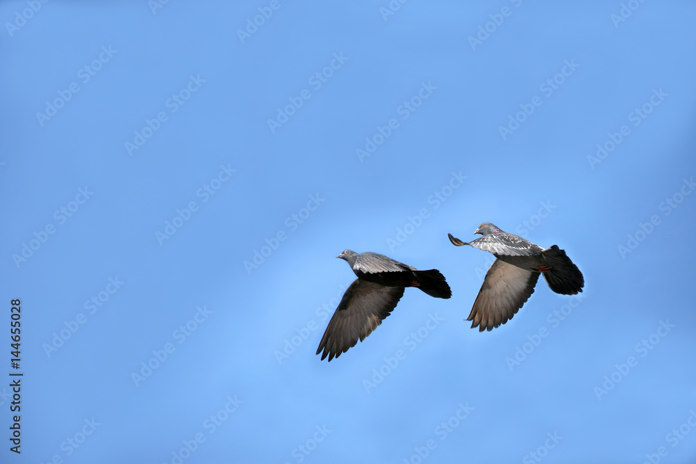 Fototapeta premium two doves in the sky