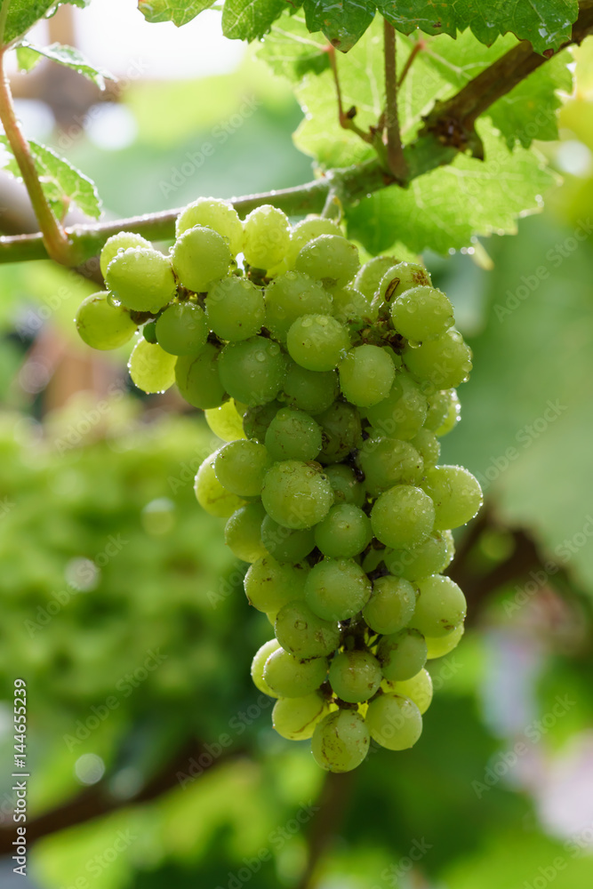 Green grapes on vine with rain drops
