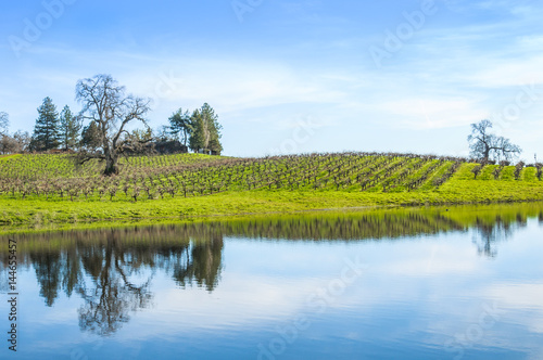 Vineyard Reflection
