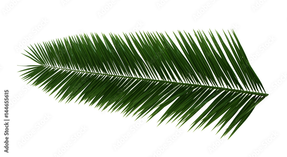 Fototapeta premium Palm leaf on white background