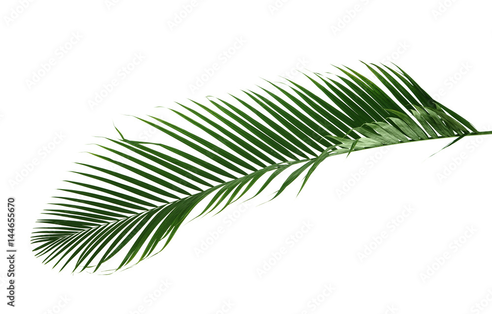 Fototapeta premium Palm leaf on white background